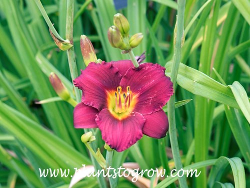 Daylily Ruby Stella
red with yellow throat
rebloomer